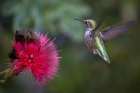 Bird Fights off Cocoon to Save Flower